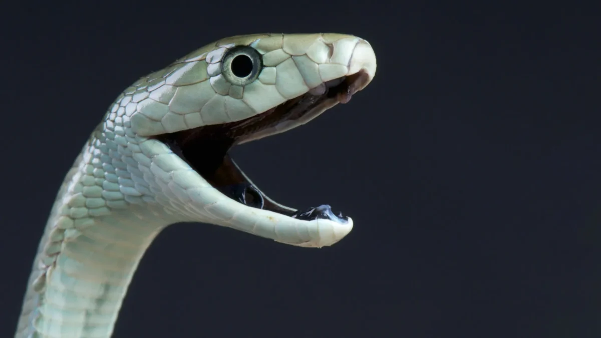 O veneno do mamba negro tem um segundo golpe mortal oculto