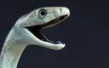 O veneno do mamba negro tem um segundo golpe mortal oculto