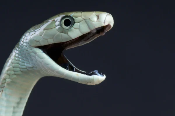 O veneno do mamba negro tem um segundo golpe mortal oculto