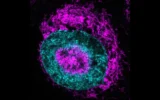 Cientistas descobrem fonte oculta de energia das células cancerígenas