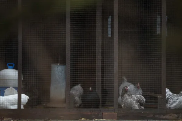 Quase 1.900 casos de gripe das aves na Europa, Portugal registra 27