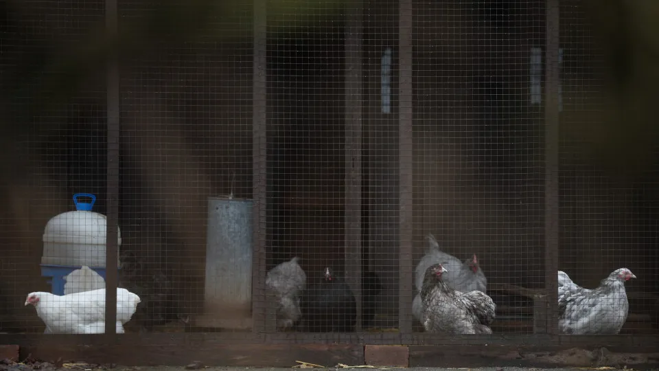 Quase 1.900 casos de gripe das aves na Europa, Portugal registra 27