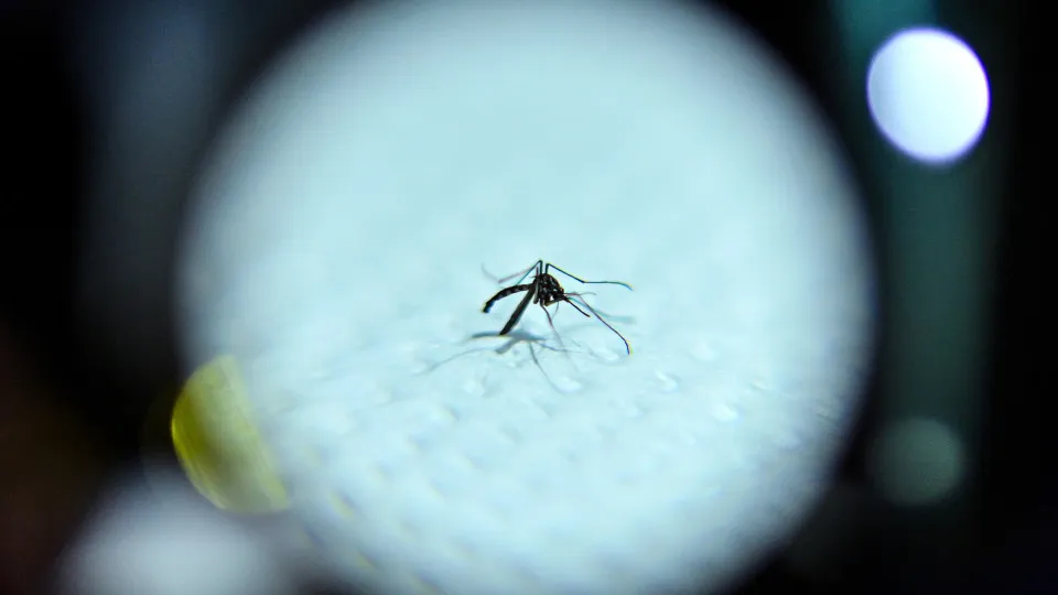 Mosquito transmissor de dengue, zika e chikungunya detectado em Condeixa-a-Nova