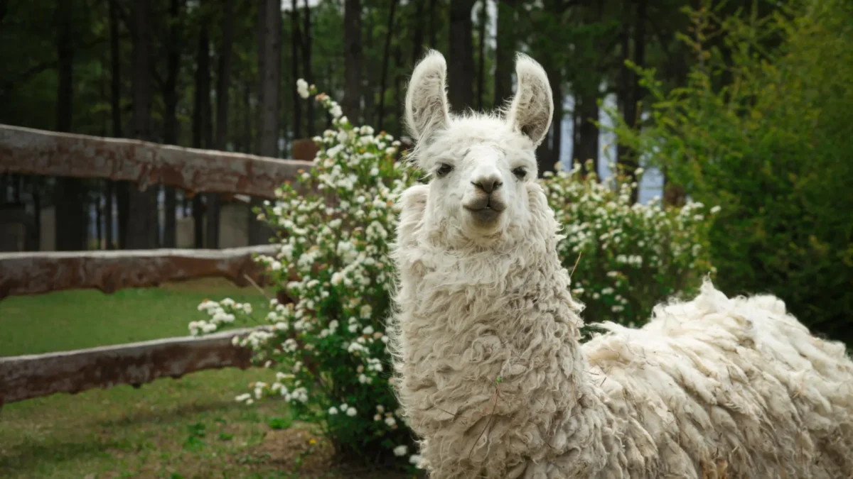Proteínas do Mini Llama mostram potencial para tratamento do Alzheimer