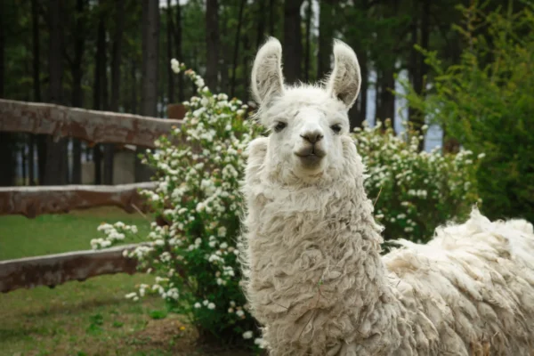 Proteínas do Mini Llama mostram potencial para tratamento do Alzheimer