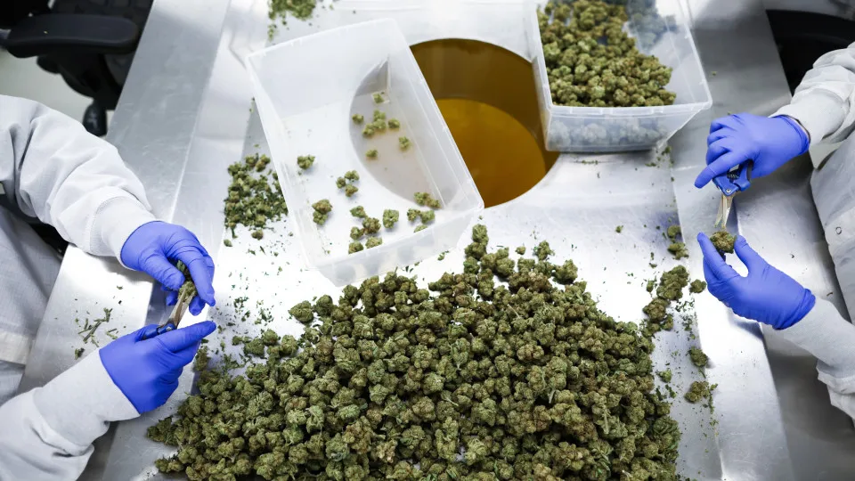 Dentro de uma das maiores empresas de canábis medicinal do mundo