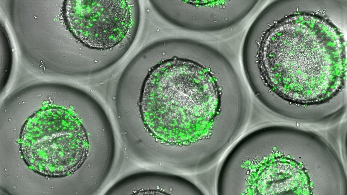 Cientistas criam mini fígados humanos que prevêm reações tóxicas a medicamentos