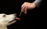 Study of 47,000 Dogs Reveals Surprising CBD-Related Behavior Shift in Portuguese Breeds