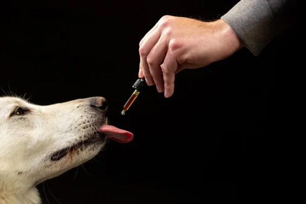 Study of 47,000 Dogs Reveals Surprising CBD-Related Behavior Shift in Portuguese Breeds