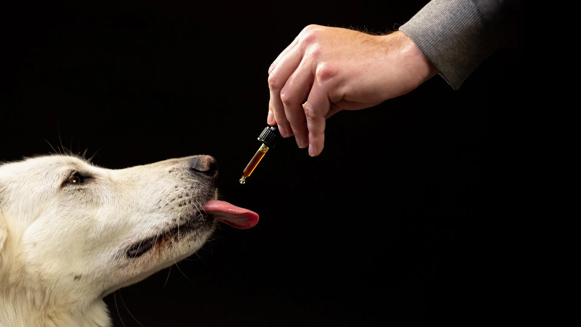 Study of 47,000 Dogs Reveals Surprising CBD-Related Behavior Shift in Portuguese Breeds