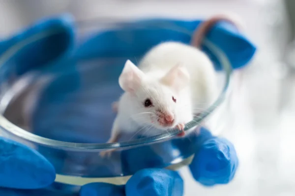 Cientistas aumentam a lifespan em 70% em camundongos machos idosos com combinação simples de medicamentos