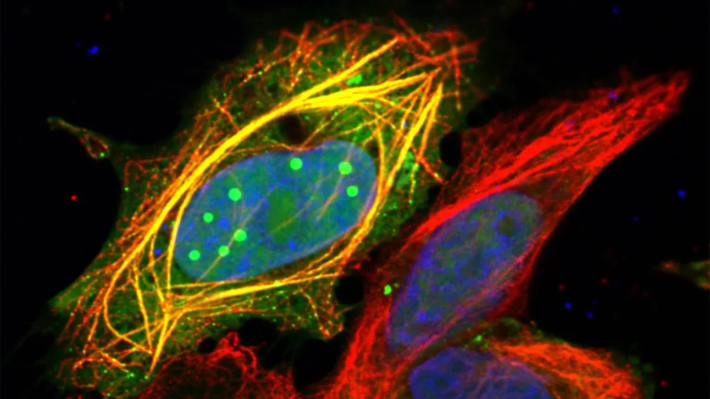 Uma proteína mutante explica o poder mortal da raiva
