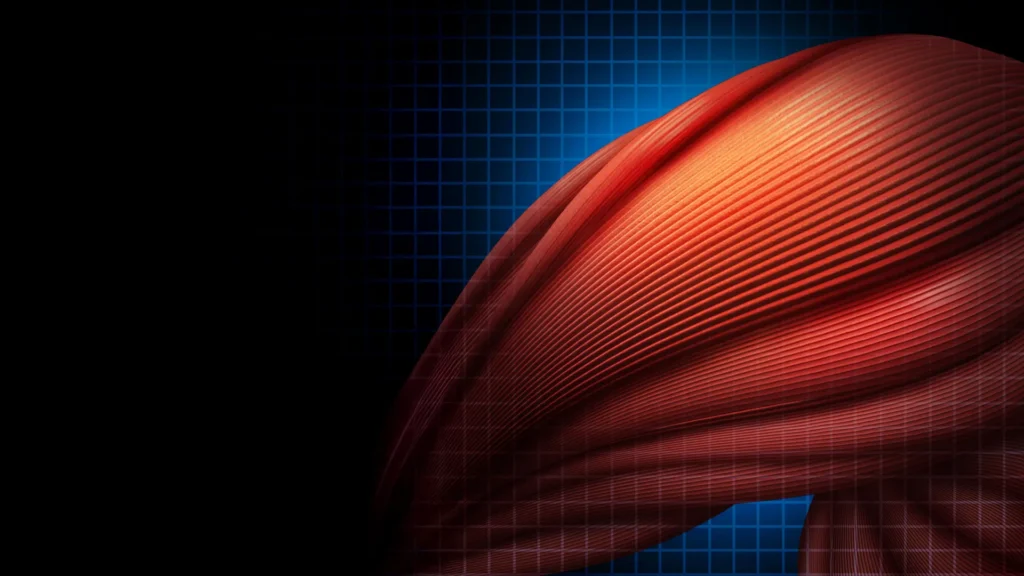 Células imunológicas usam um truque surpreendente para acelerar a recuperação muscular