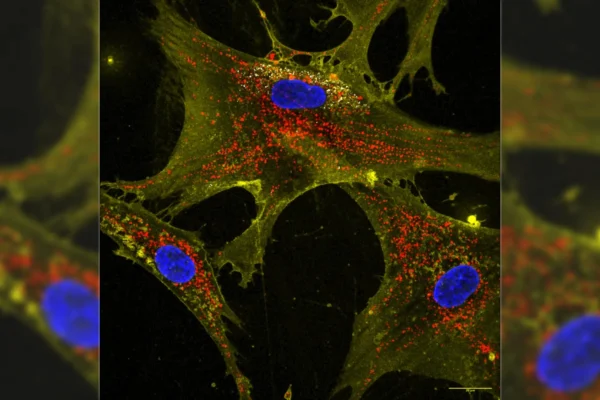 Nanoflores potencializam células-tronco para revitalizar células envelhecidas