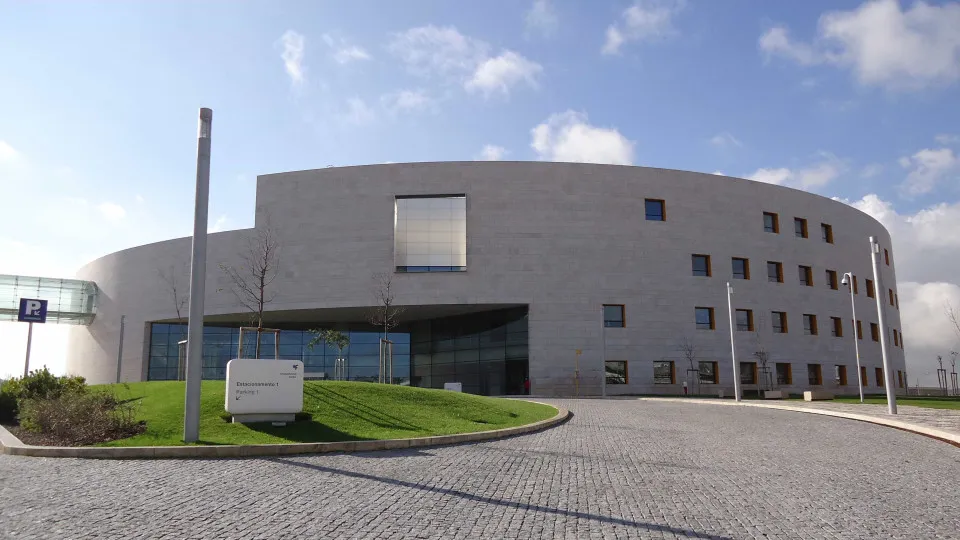 Movimentos Faciais de Ratinhos Revelam Pensamentos, Constatam Pesquisadores