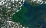 Nova pesquisa revela o organismo oculto por trás das flores tóxicas do Lago Erie