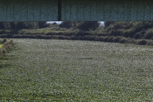 Nova ceifeira em Águeda para limpar a pateira de jacintos-de