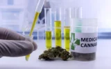 Cientistas revelam os verdadeiros benefícios e os riscos ocultos da cannabis medicinal