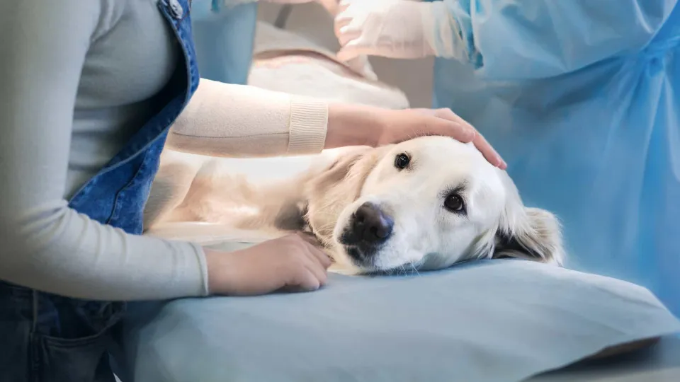 Lares, casas de abrigo e centros de apoio agora aceitam animais