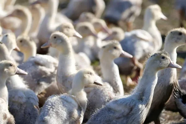 Empresa investigada por maus