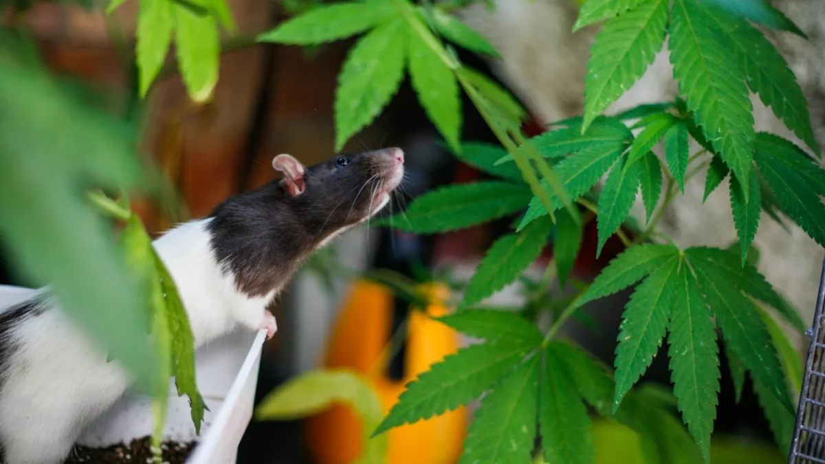 Ratos estressados continuam voltando à cannabis e cientistas sabem o porquê