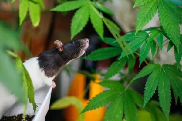 Ratos estressados continuam voltando à cannabis e cientistas sabem o porquê