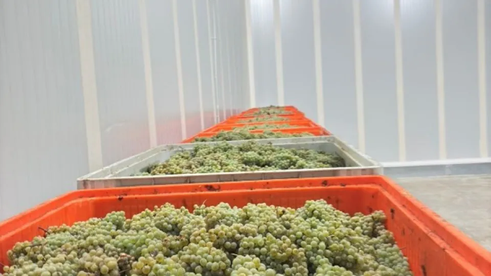 ASAE apreende 10 toneladas de uvas 'ilegais' no Douro e identifica suspeito