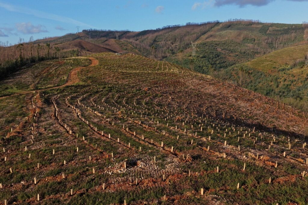 Tem um terreno ardido ou com plantas invasoras nas Serras do Porto? Refloresça