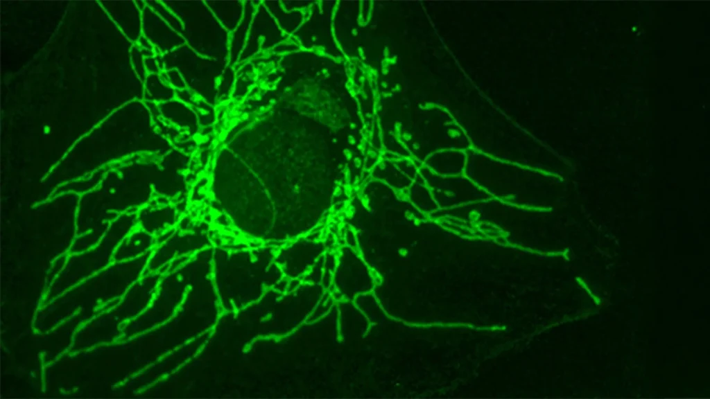 Uma molécula "espelho" pode privar células cancerígenas de nutrientes sem prejudicar células saudáveis.