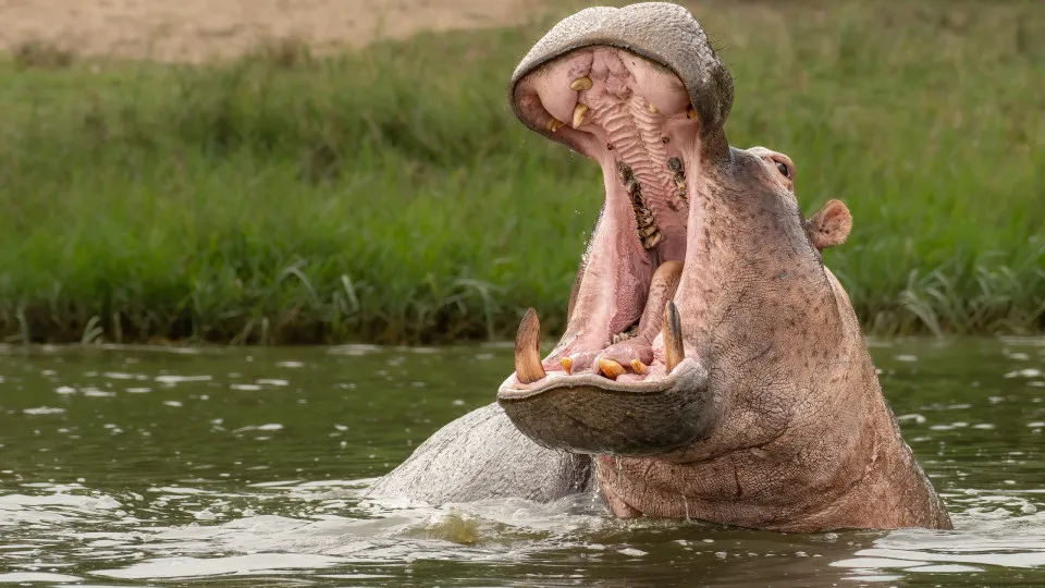 O Objetos de Marfim de Hipopótamo Mais Antigo da Península Ibérica