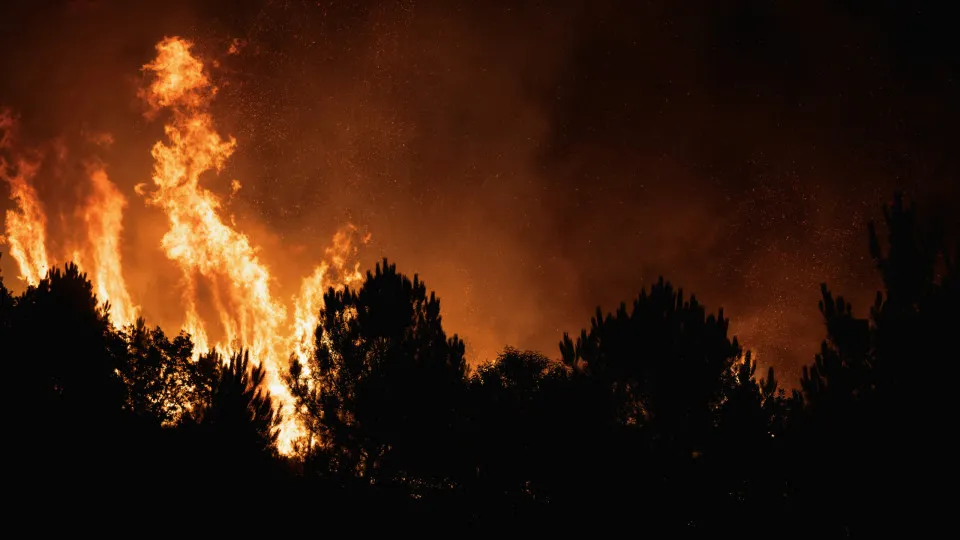 Prejuízos de Um Milhão de Euros na Floresta de Sátão Devido a Incêndios