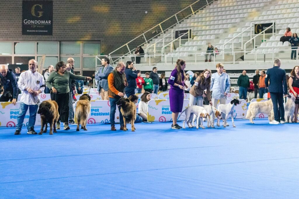 Festival de Animais de Gondomar atrai mais de 21 mil visitantes e se consolida como destaque nacional