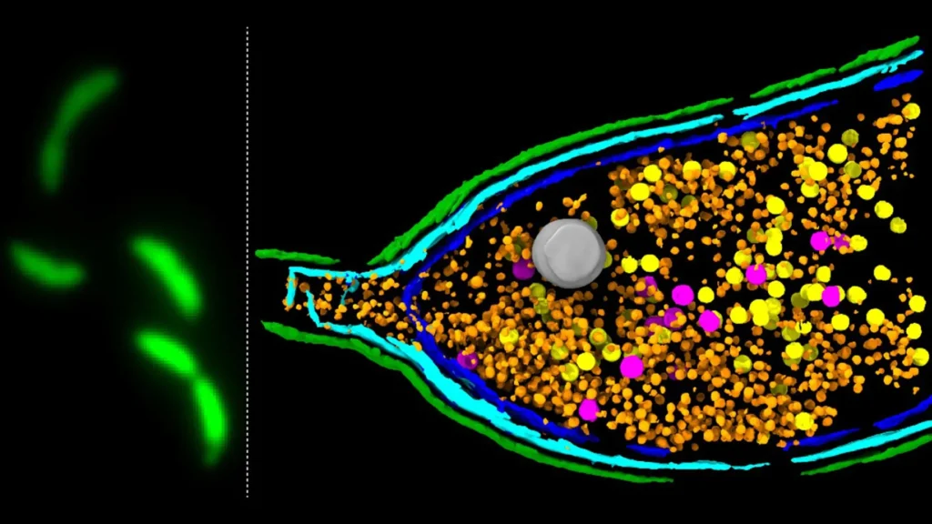 Cientistas descobrem que bactérias podem "explodir" para espalhar resistência a antibióticos