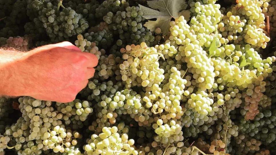 ASAE apreende 4 toneladas de uvas destinadas à adulteração de vinhos do Douro