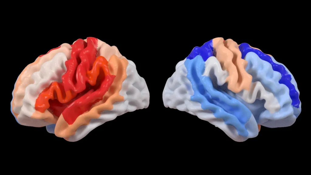 Um AVC desperta uma mudança cerebral oculta que parece rejuvenescimento