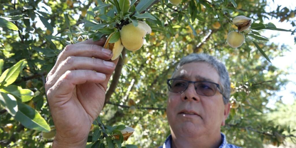 Agricultores da Califórnia precisam destruir 420.000 pessegueiros após fechamento das encravadas da Del Monte e cancelamento de mais de US$ 550 milhões em contratos de longo prazo