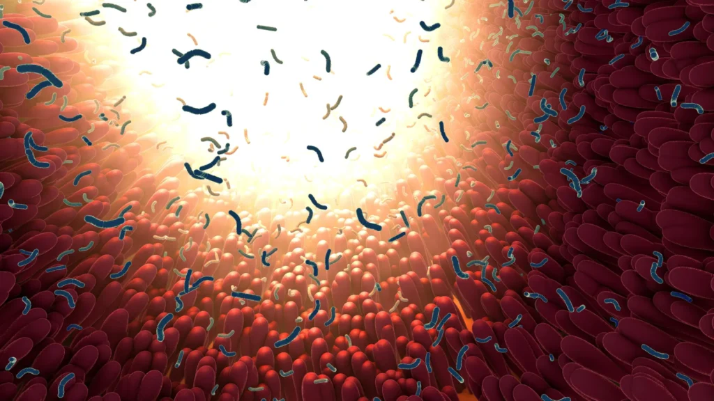 Cientistas descobrem partículas intestinais minúsculas que podem impulsionar o envelhecimento e doenças crônicas