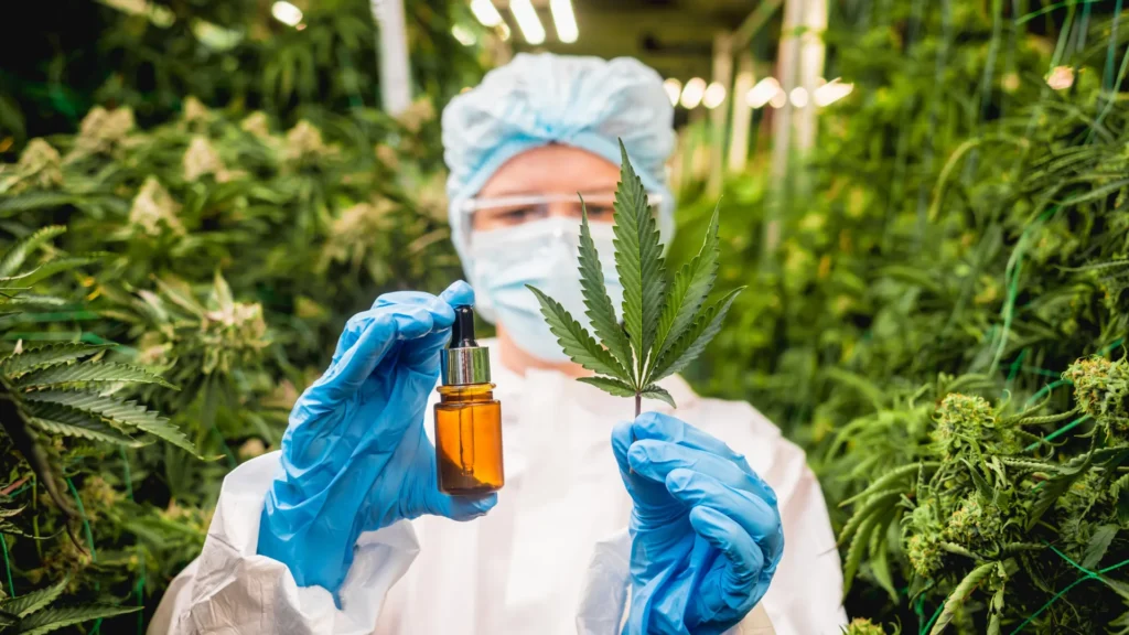 Não jogue fora as folhas de cannabis: cientistas encontram compostos raros com potencial medicinal