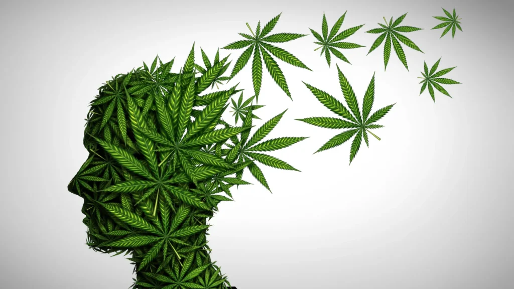 O uso de cannabis é seguro após os 65 anos? Especialistas da Stanford revelam 5 riscos que os idosos devem conhecer.