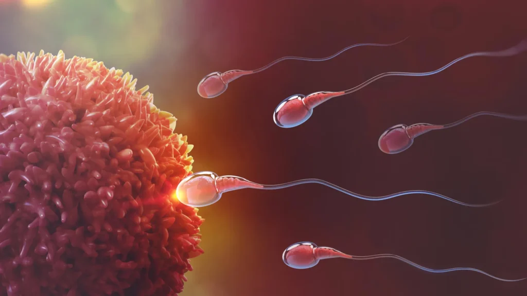 Cientistas descobrem contraceptivo masculino reversível que interrompe a produção de esperma