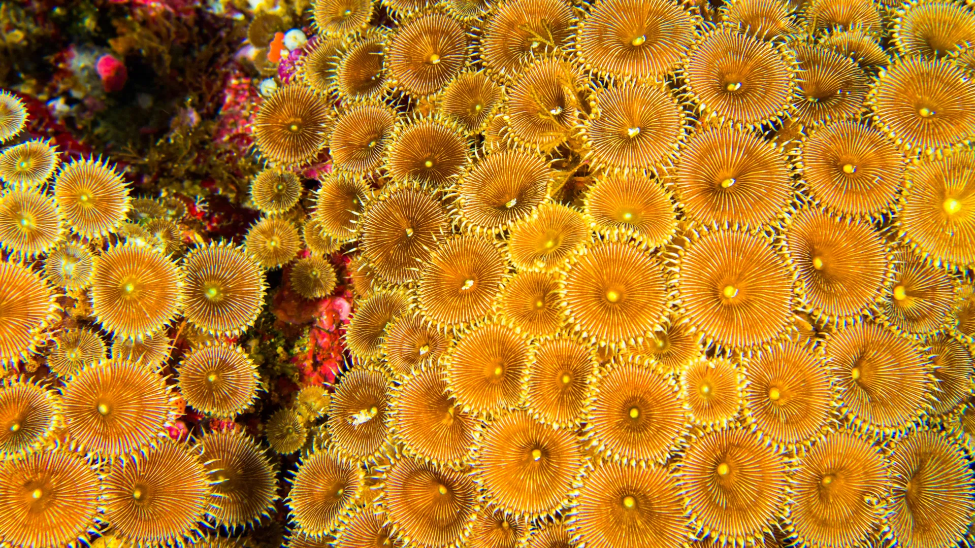 O que os cientistas encontraram dentro dos recifes de coral pode mudar o futuro da medicina